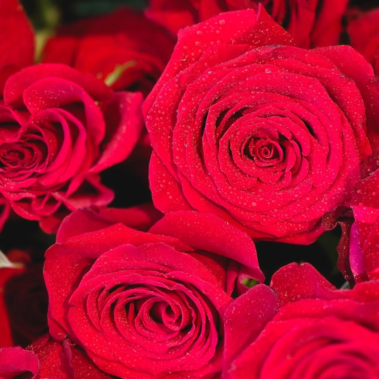 Keep it minimal - describe love in 3 words.

🌹Our favourite response gets a $100 gift card just in time for Valentine's Day.🌹

❤️ We will choose a winner Feb 2. ❤️

#swishandcompany