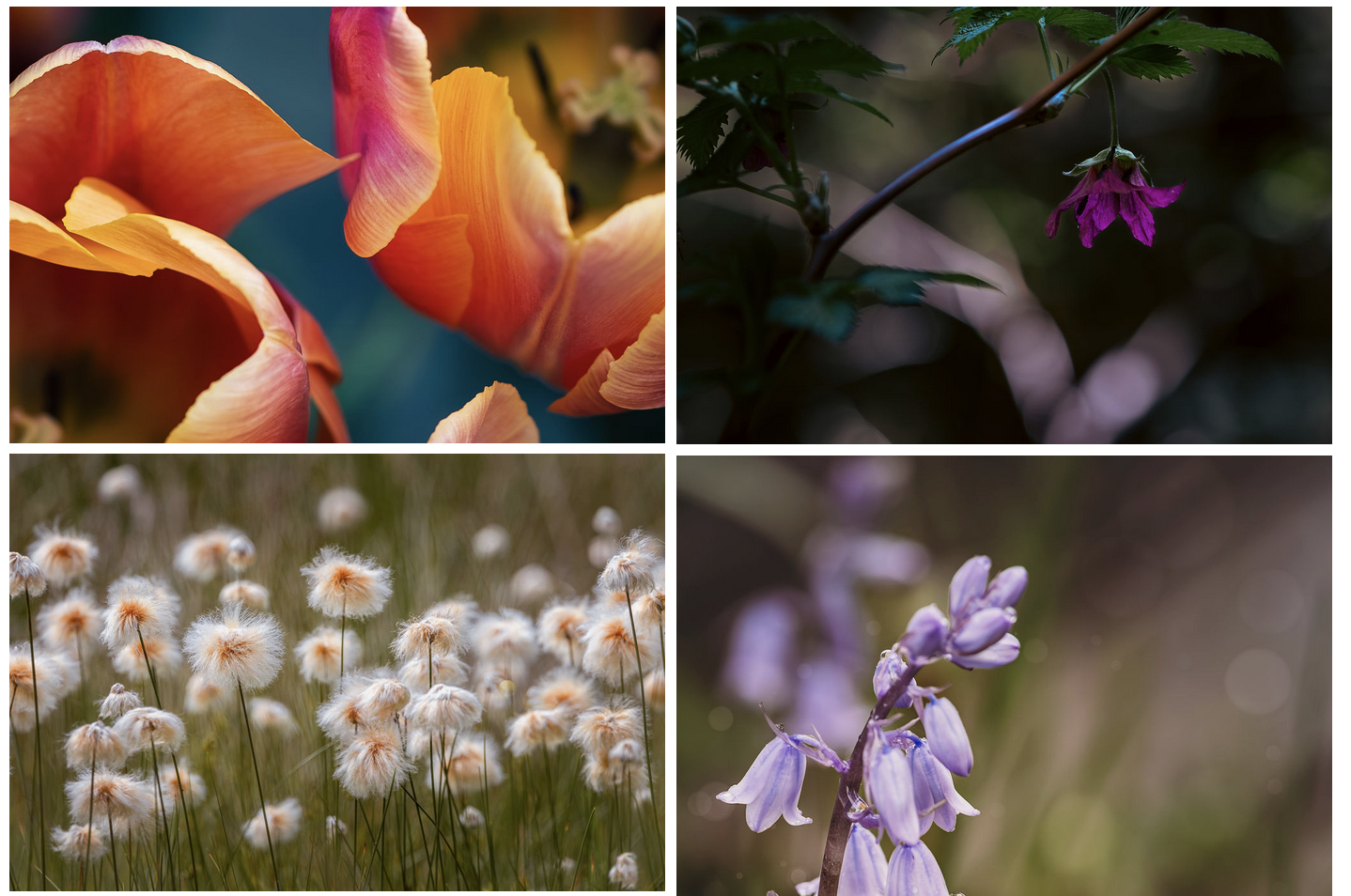 How to: iPhone Flower Photography 