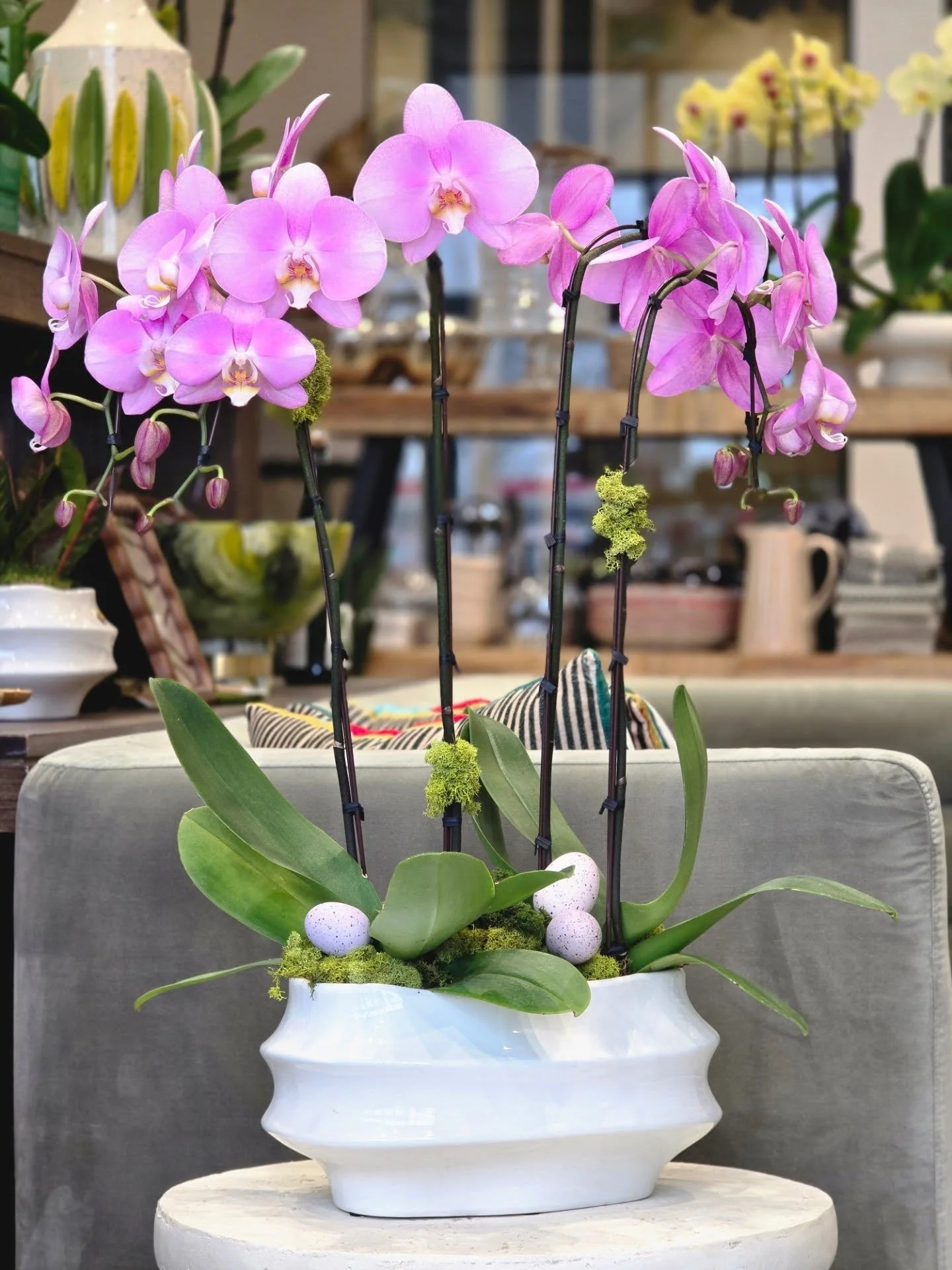Easter orchids on parade. The shop is 🌷blooming.🌷

#swisheaster #swishandcompany
