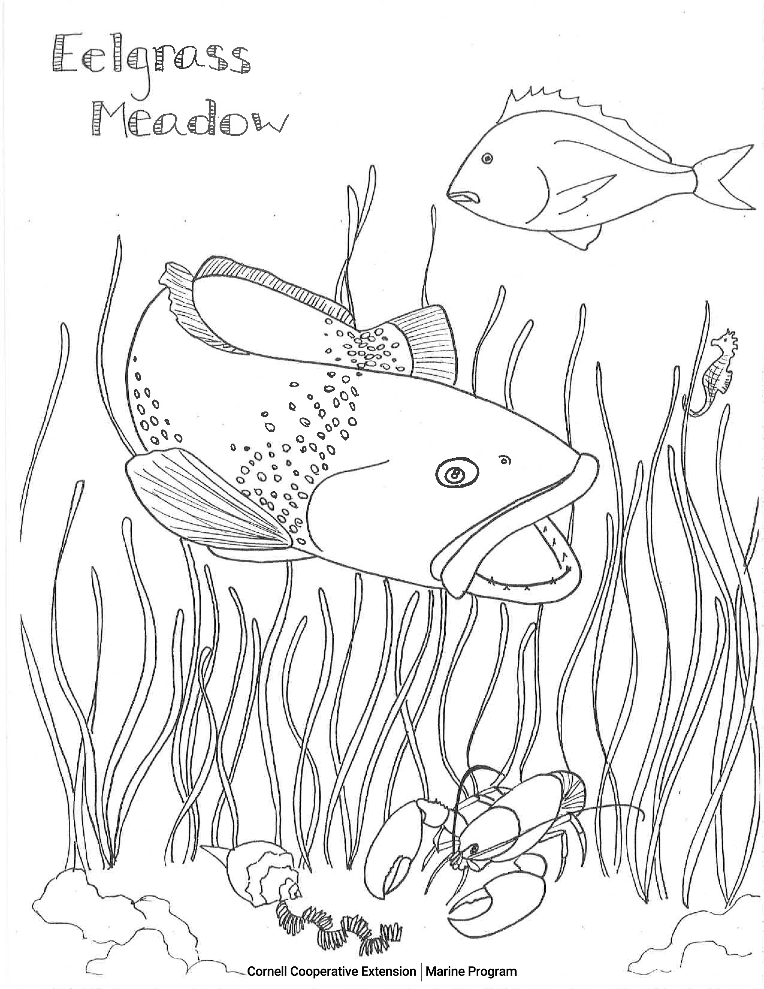 Coastal Habitats — CCE Marine Digital Education