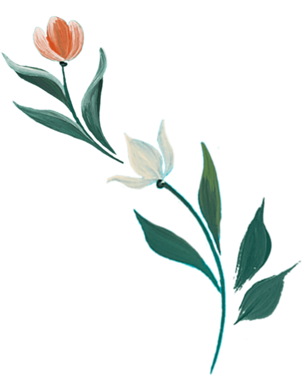 A digital drawing of a flower with an orange and peach-colored blossom, accompanied by white flowers and green leaves on a transparent background.
