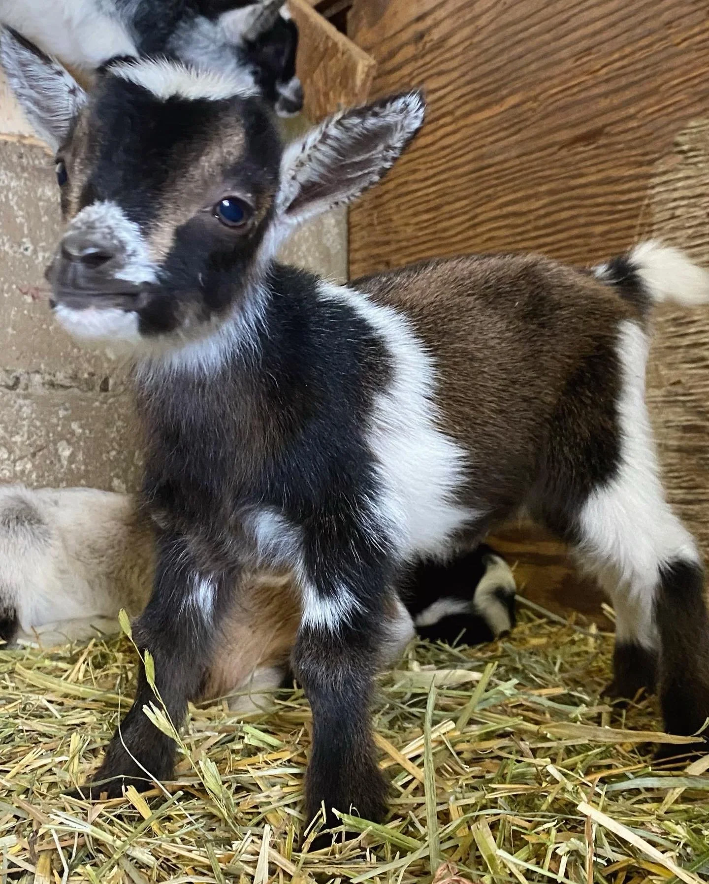Goats for Sale — Donnelly Family Farm
