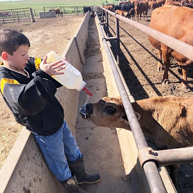 Everyday the boys give this baby a bottle to supplement his mother&rsquo;s milk.  When the baby sees the boys coming towards her she makes a mad dash to them like a little puppy. 
#vintagebeef #farmbaby #farmkid #farmlife #petcalf #kidsandtheirpets #