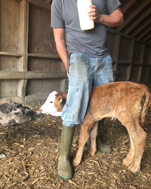 Sometimes Morgan thinks she is &ldquo;one of the calves.&rdquo;😂🐶 #puppylove #farmdog #catahoulaleoparddog #catahoulasofinstagram #americanfarmer #cattleranch #supportlocalfarmers #dogkisses #bottlecalf #farmbabies #vintagebeef