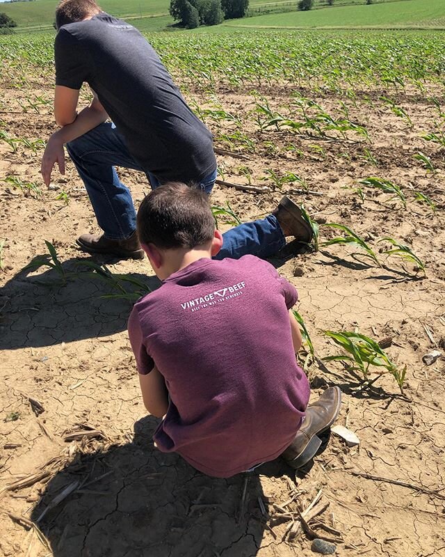 This picture was taken about a week ago. The crops have quadrupled in size since then. The last week has been sunny and warm and we got a nice rain last night. 
Kids AND crops grow fast!

#farmkid #farmfamily #boymom #cropfarmer #iowafarmlife #countr