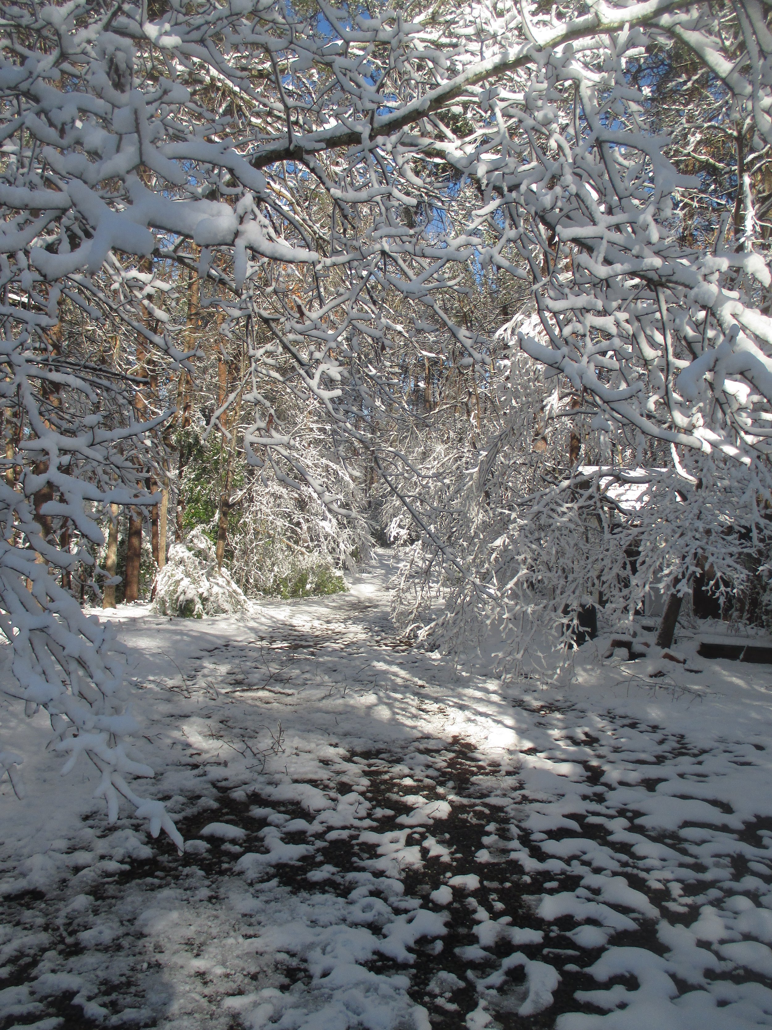 Snow 1.JPG