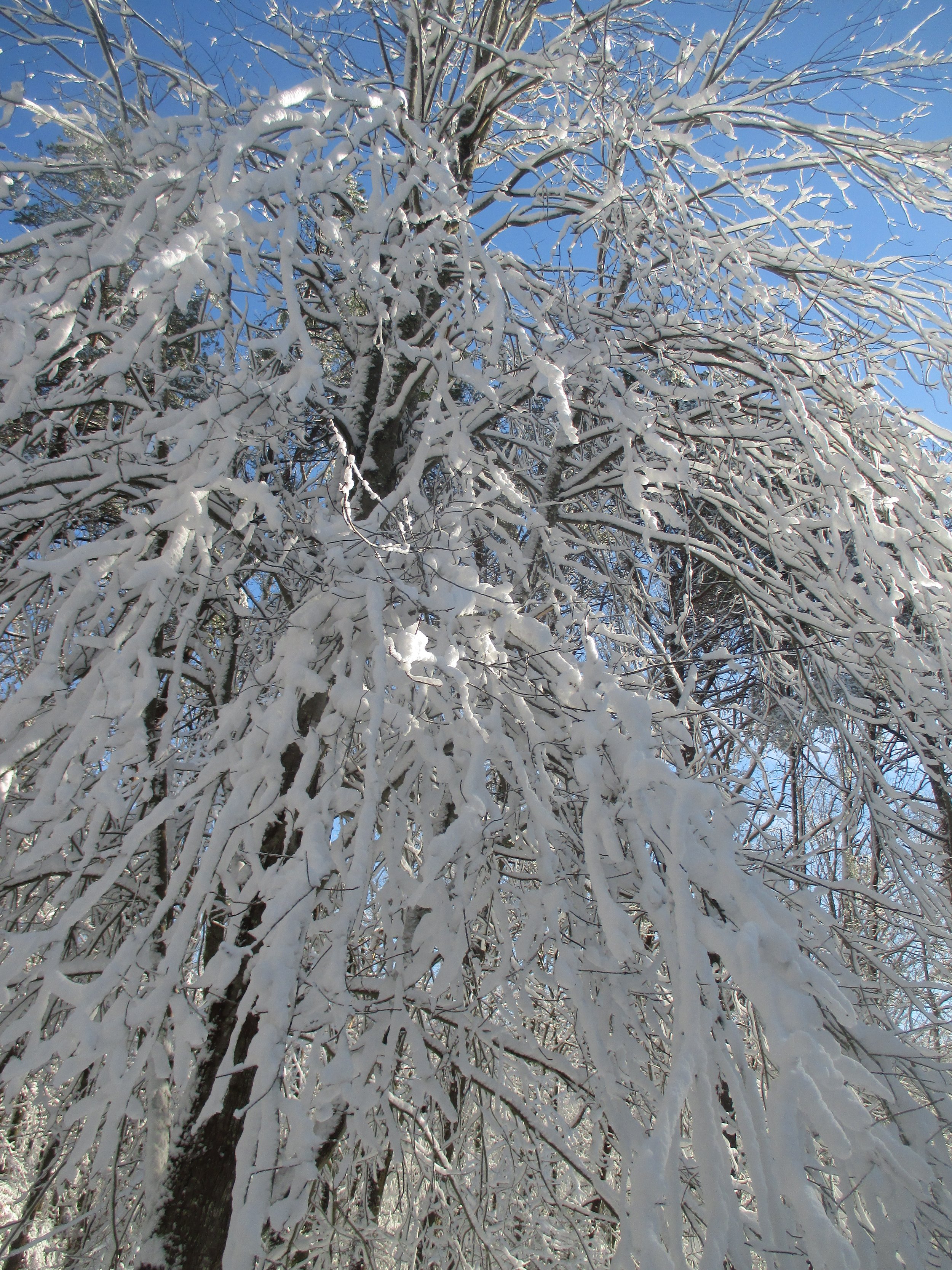 Snow 2.JPG