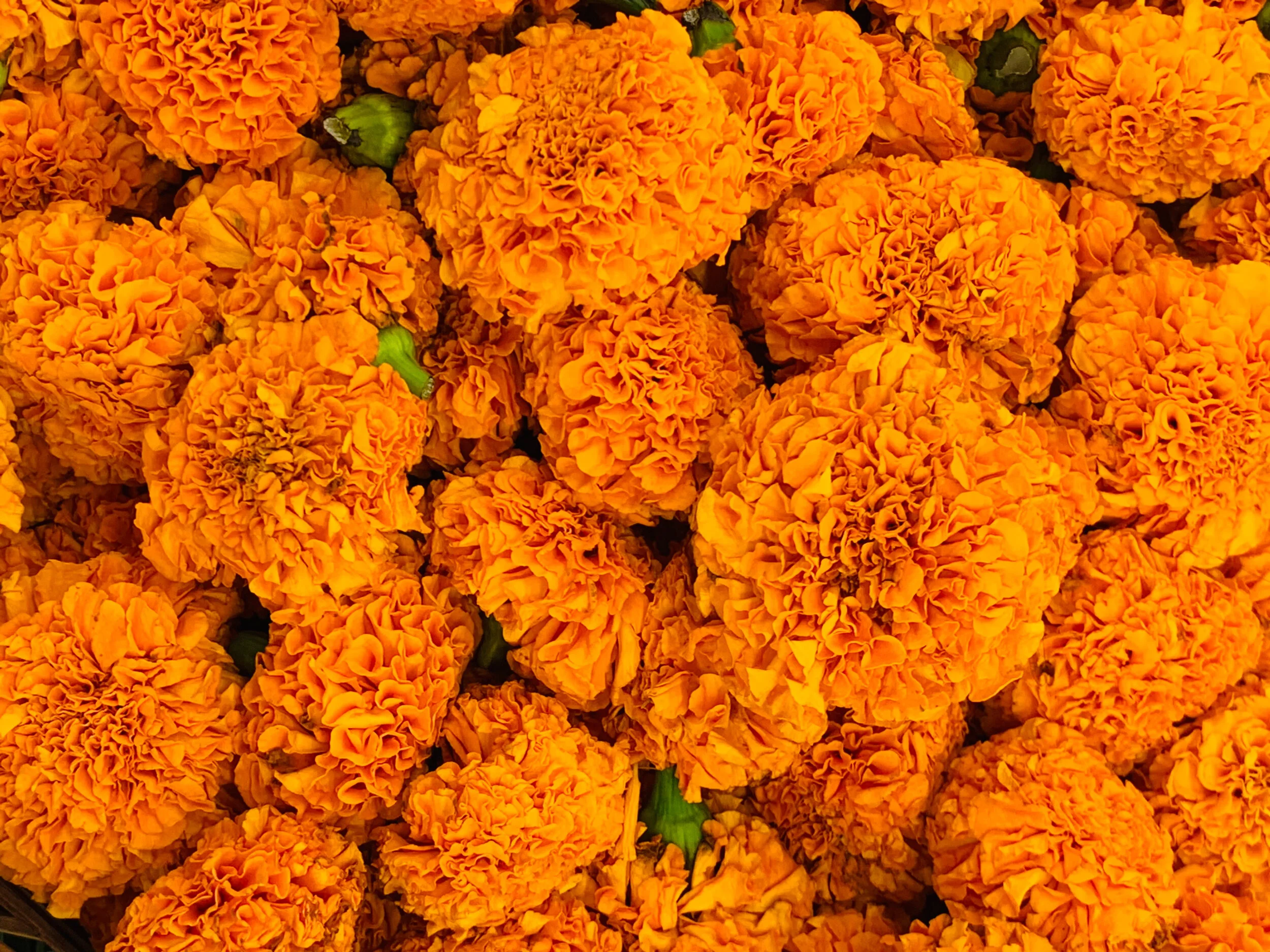 September is National Hispanic/Latinx Heritage Month