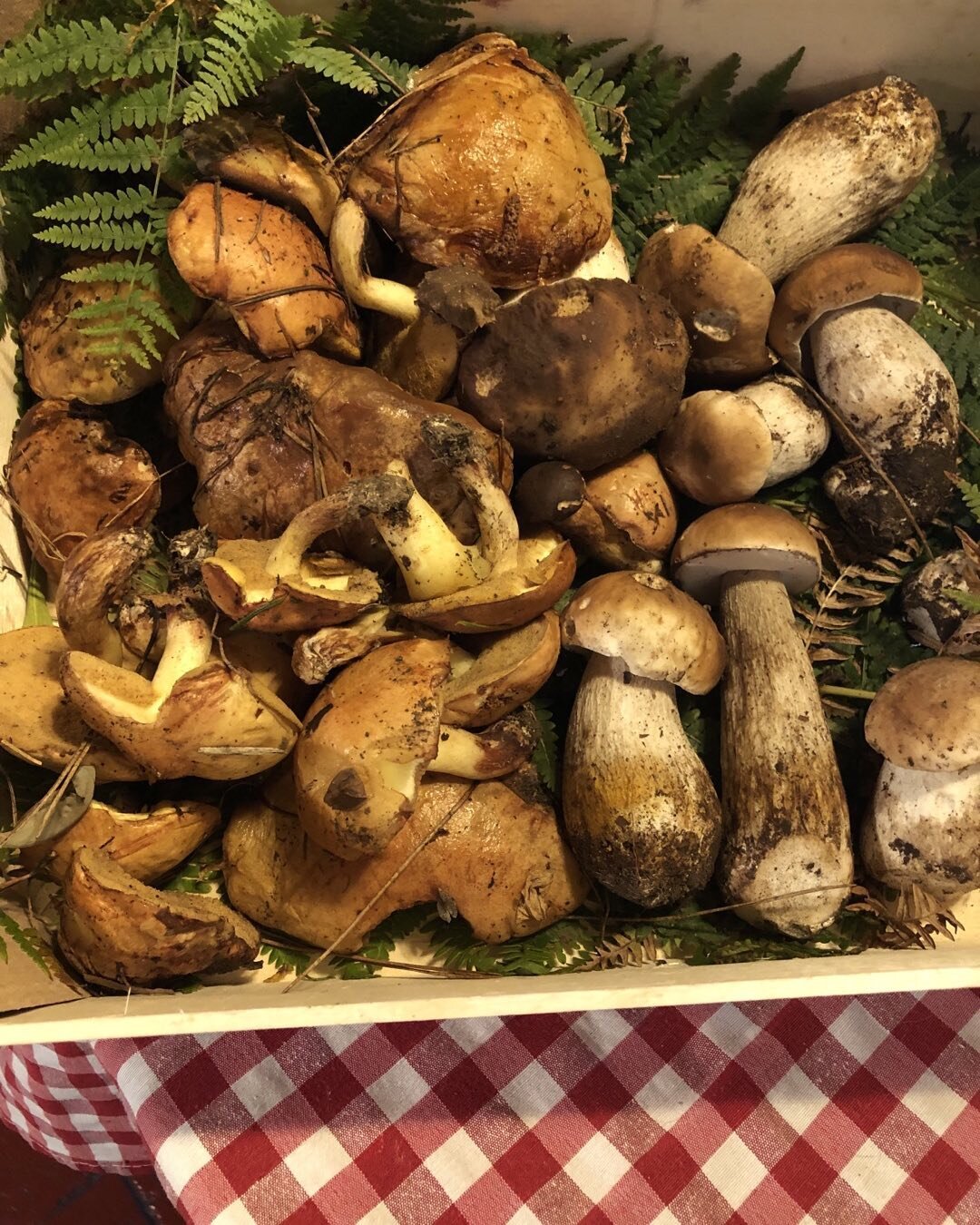 October foraging in Tuscany! Guido&rsquo;s find for the day #discovertuscanybiz#tuscanytravel#tuscanytours#tuscanyfoodtours