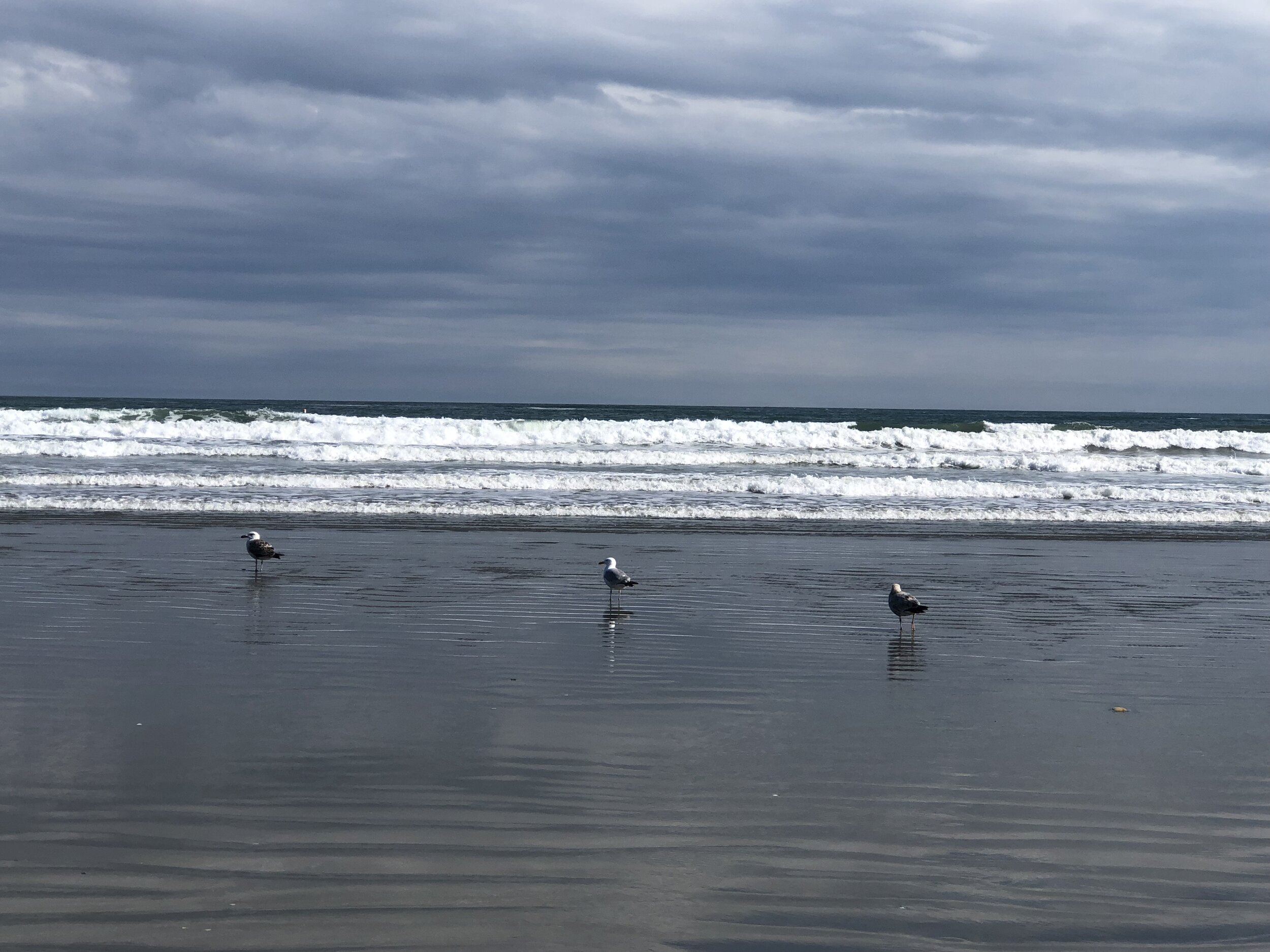 Three Little Seagulls. Easton's Beach, Newport