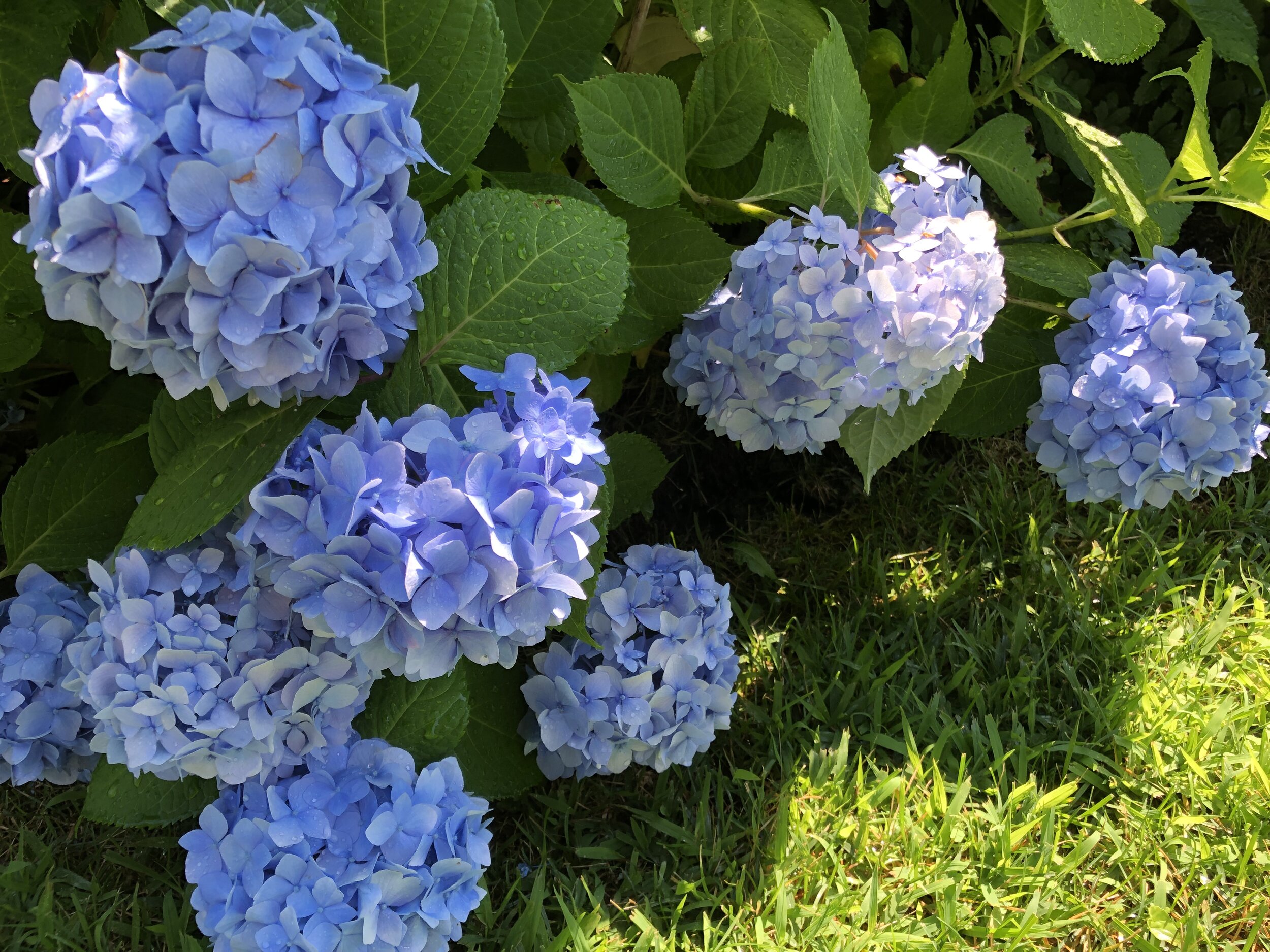 Flower Power