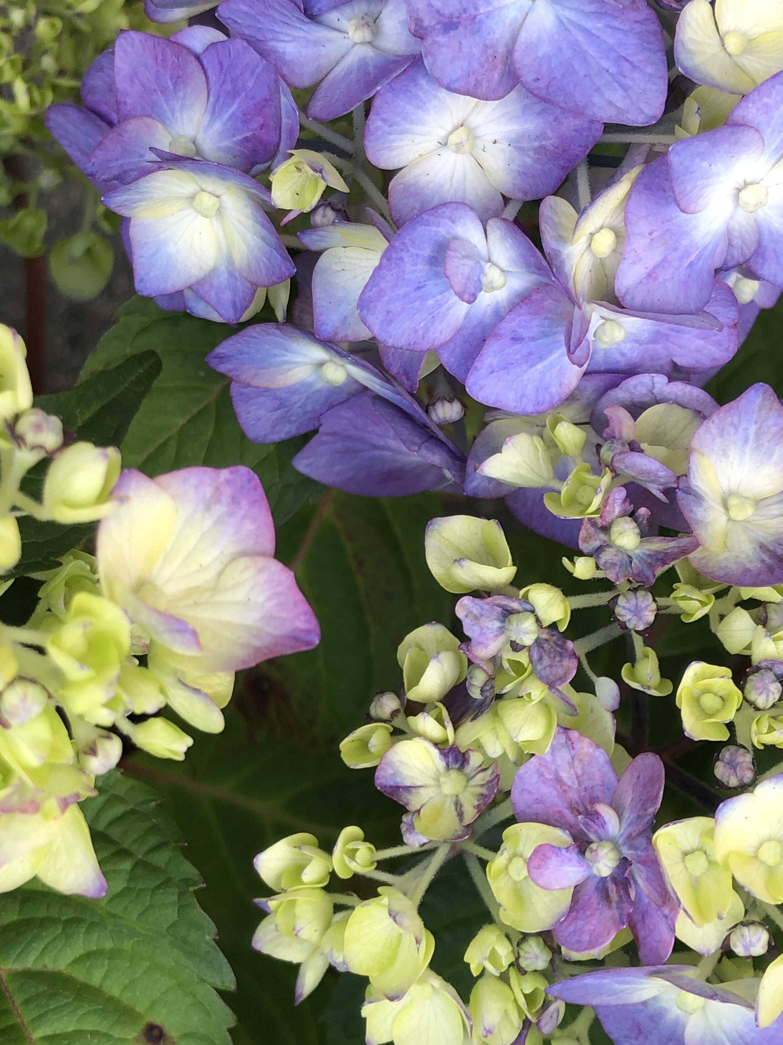 Early Morning Hydrangeas