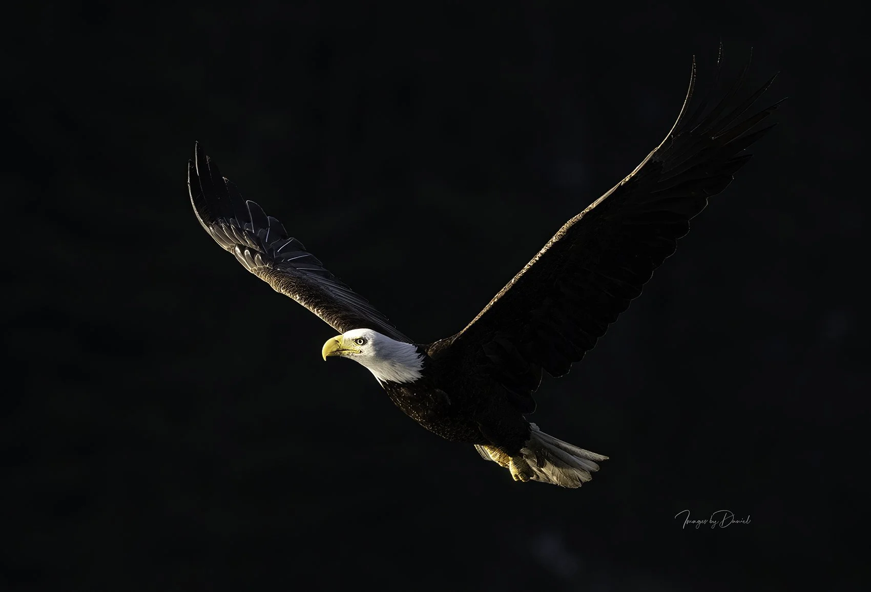 Soaring Eagle  with Lighted wings
