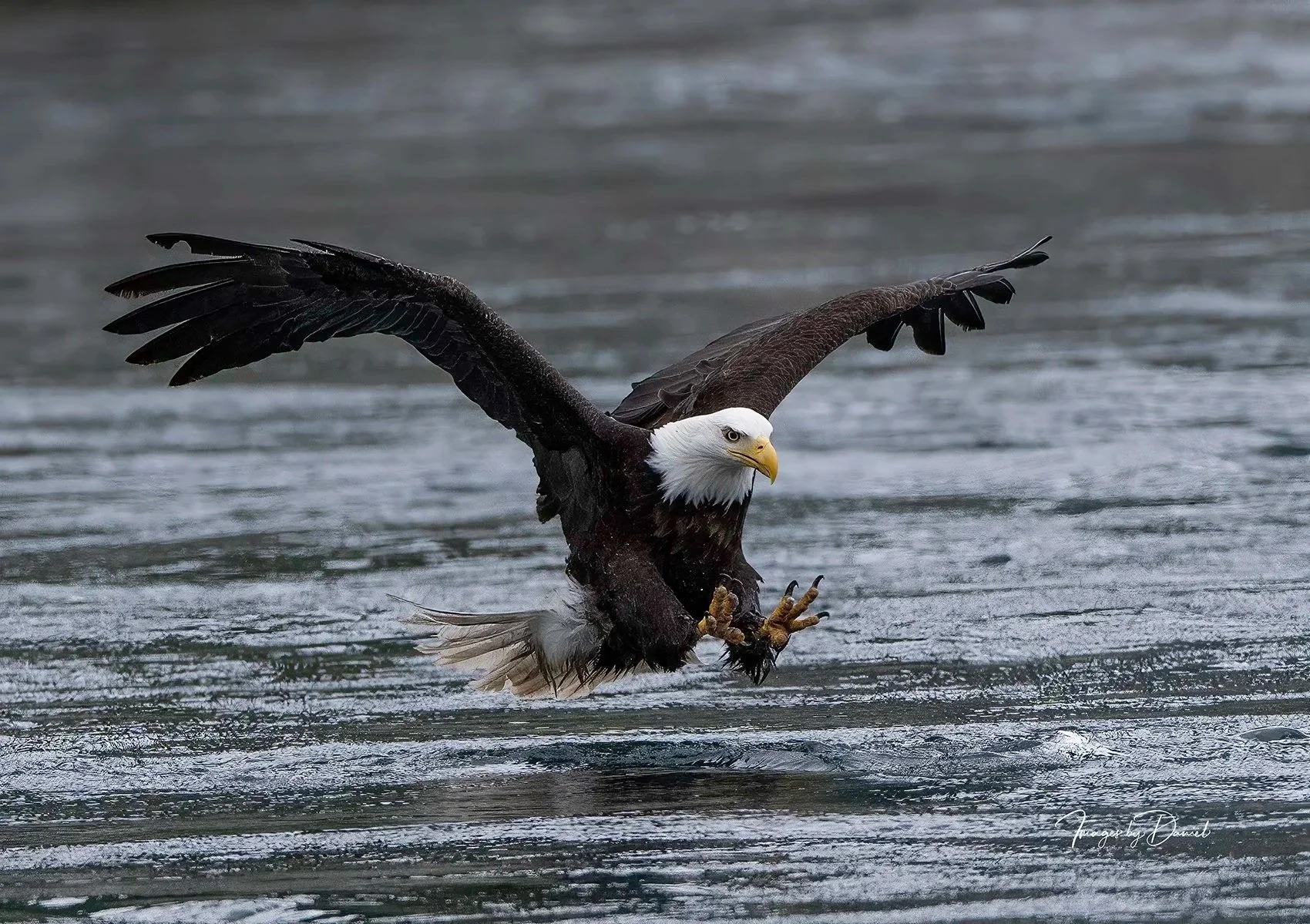 Bald Eagle with Talons out