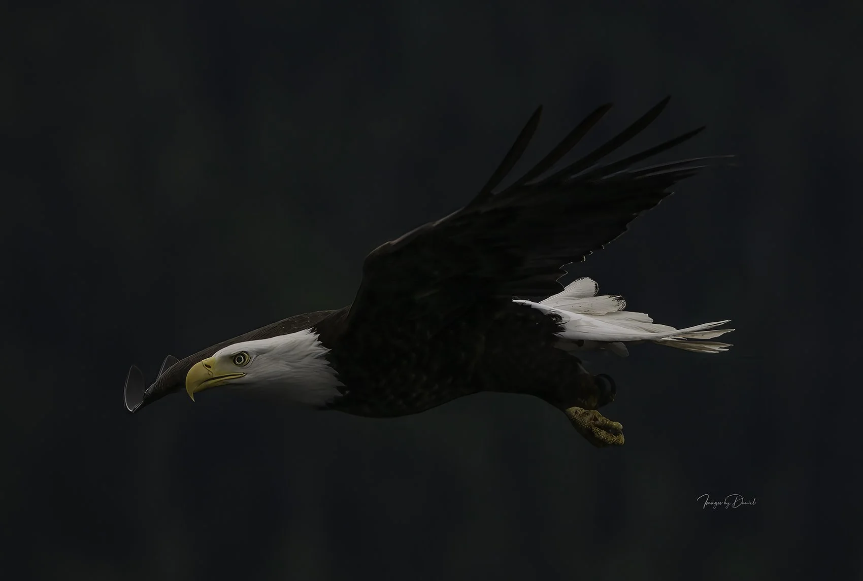 A bald eagle flying against a dark background with wings spread wide and talons tucked in.