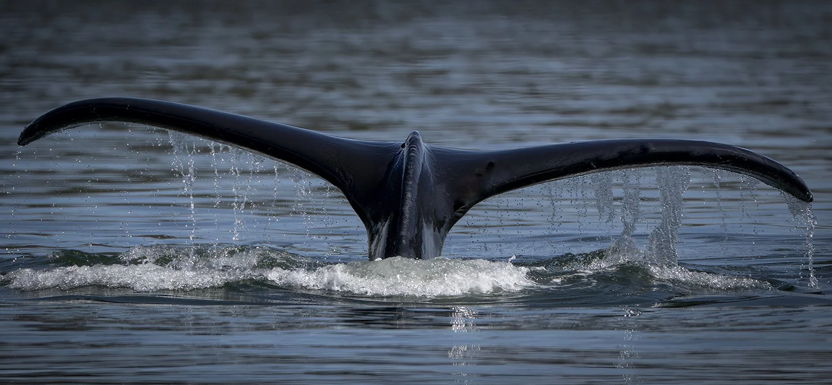 Whale Tail