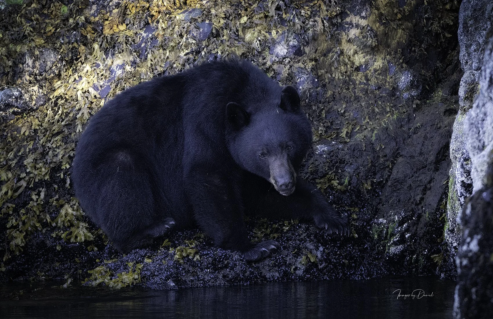 Black Bear