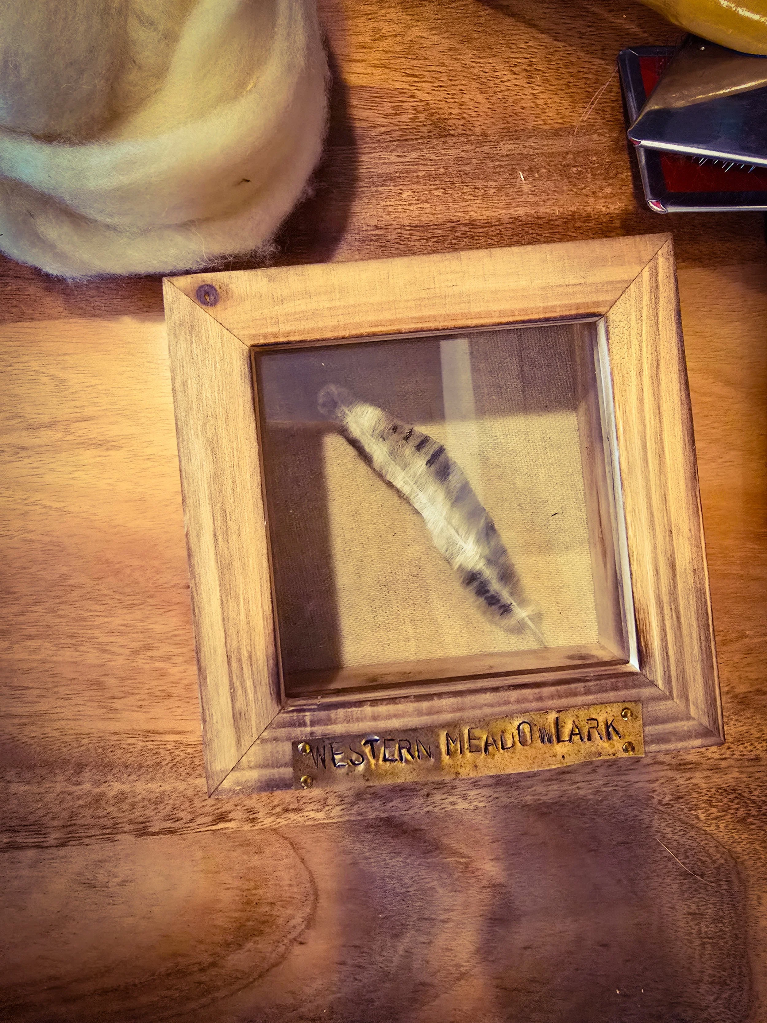 Western Meadowlark Feather