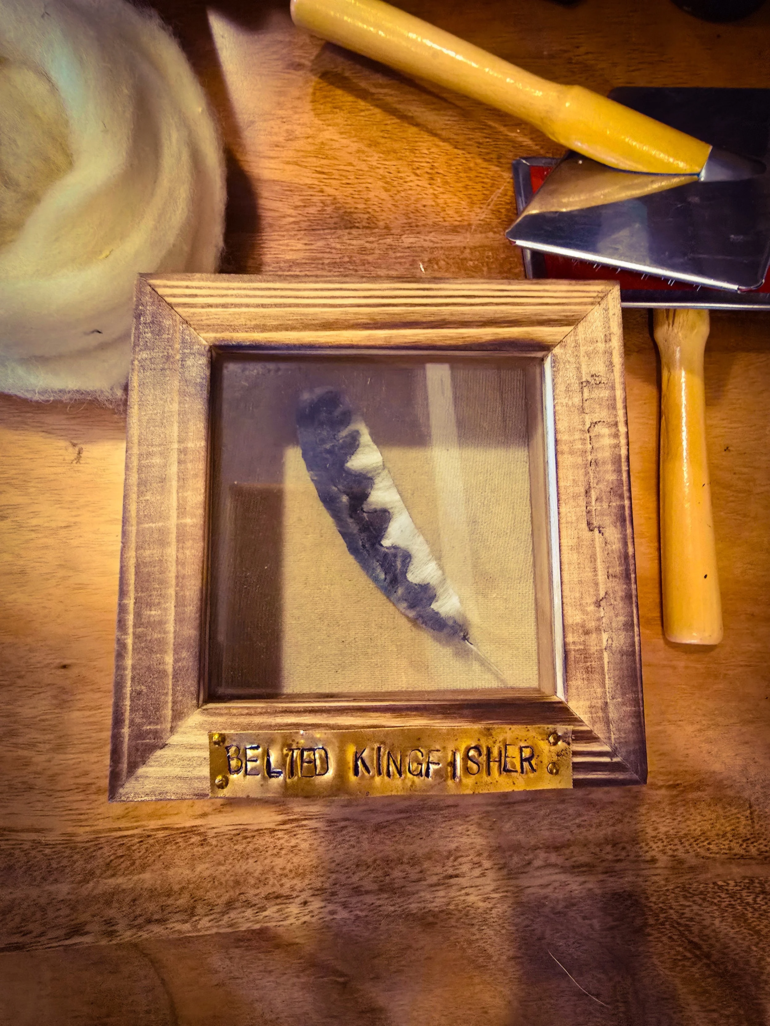 Belted Kingfisher Feather