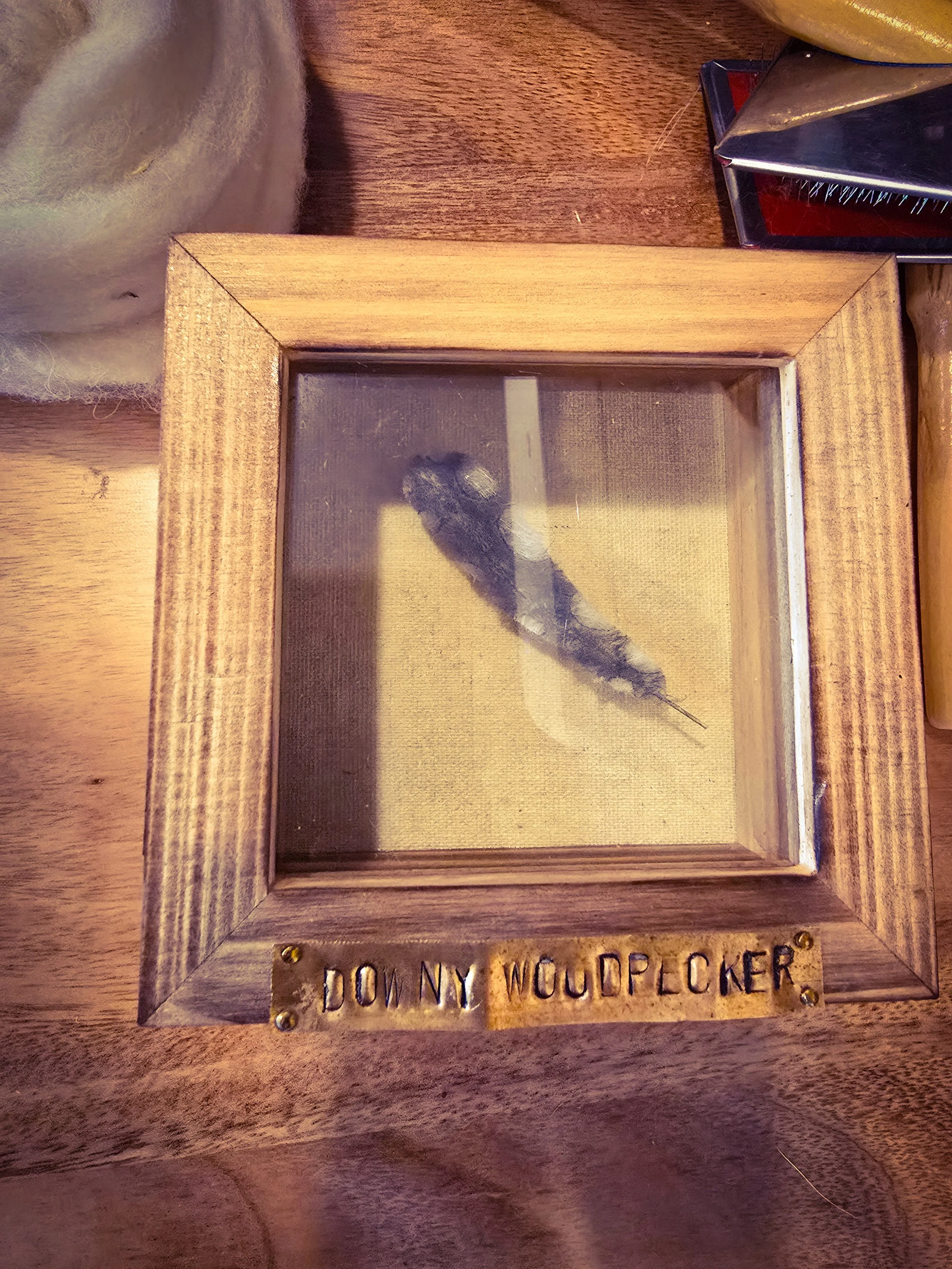 Downy Woodpecker Feather