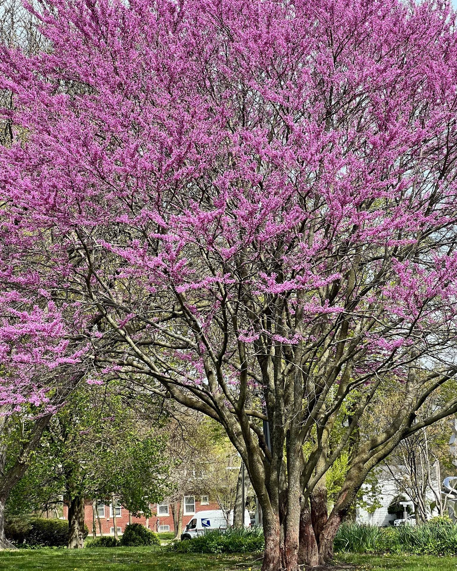 #FridayFlossmoorFact: Flossmoor loves its trees! This week the Village was notified by the Arbor Day Foundation that it has earned recognition as a 2023 Tree City USA for its commitment to effective urban forest management. Flossmoor also received a 