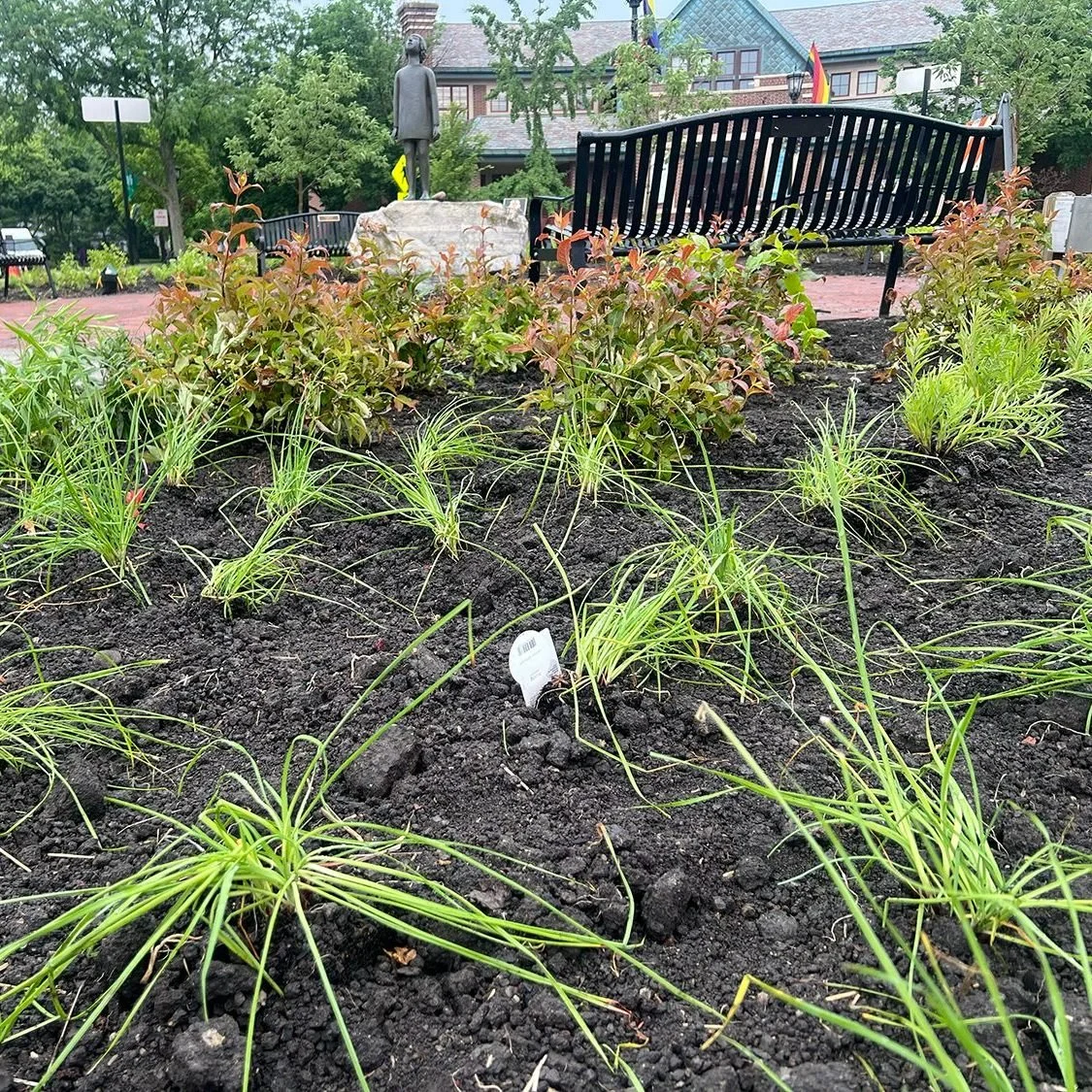Happy Friday, Flossmoor! Work continues  on this rainy day, as native greenery comes back to our downtown, for all to enjoy this summer &amp; beyond.

#ThisIsFlossmoor