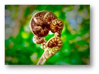 Short Course in Christian Living: Unfurling the Koru of Faith