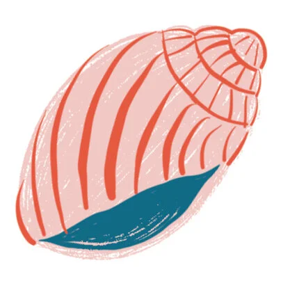 shell - Encinitas California