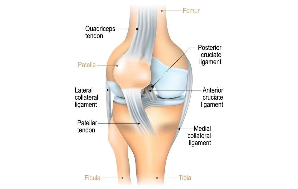 Knee Ligament Injuries: A Closer Look at ACL, MCL, PCL, and LCL Tears ...