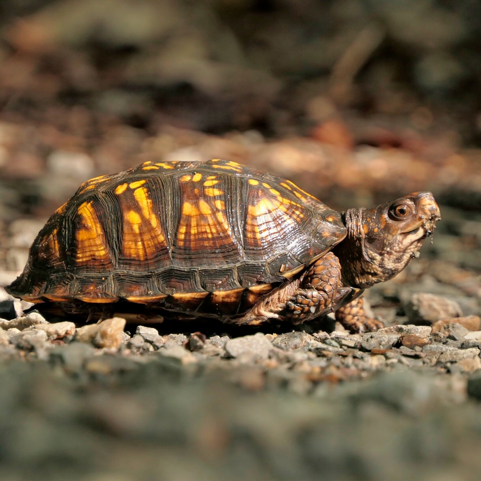 Why is it so hard to stabilize the shoulder joints?
