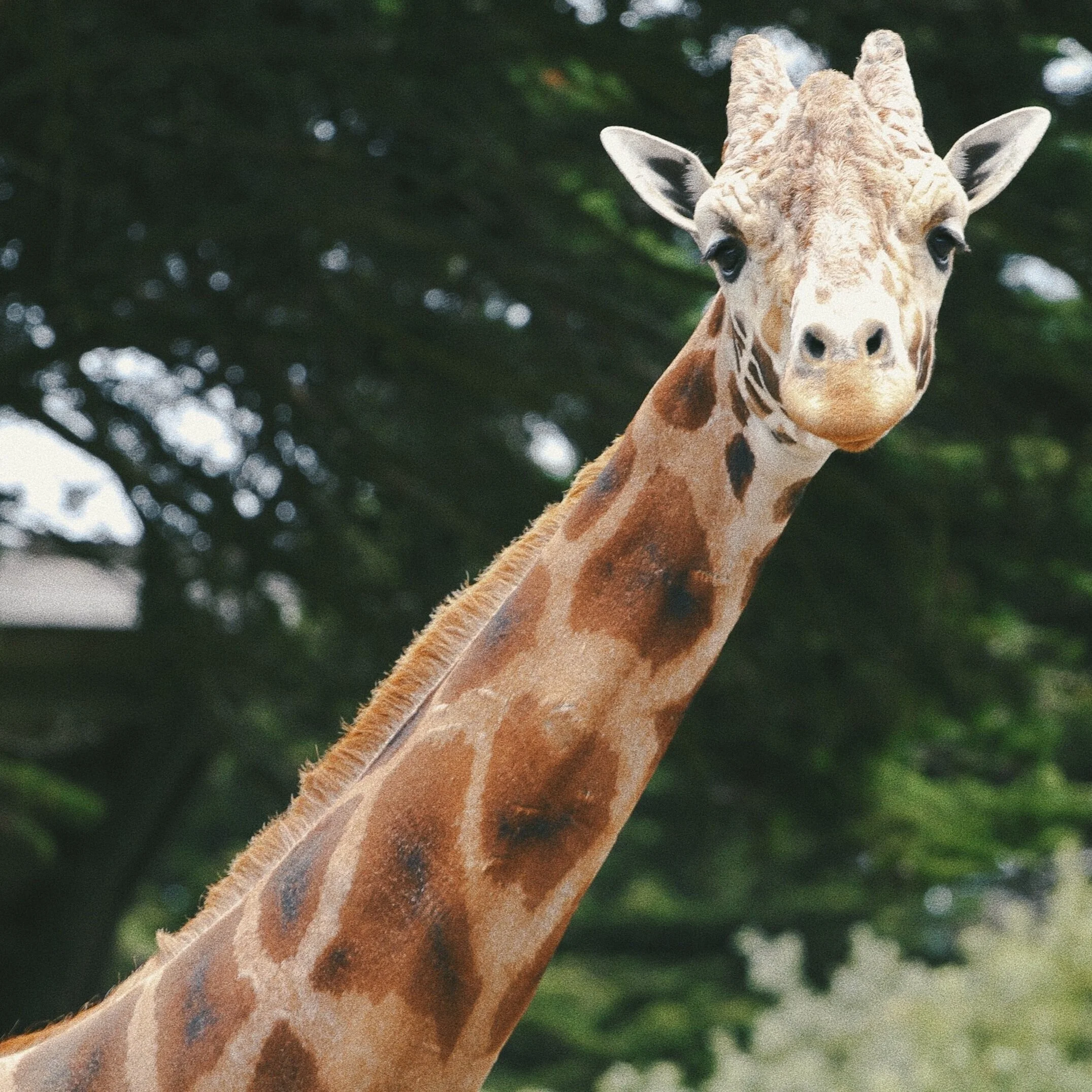 Less neck pain &amp; more stability!