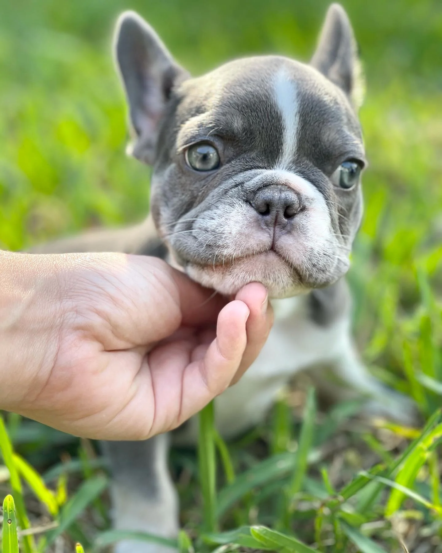 Irie Frenchies Exotic French Bulldog Breeding Program Pet Services