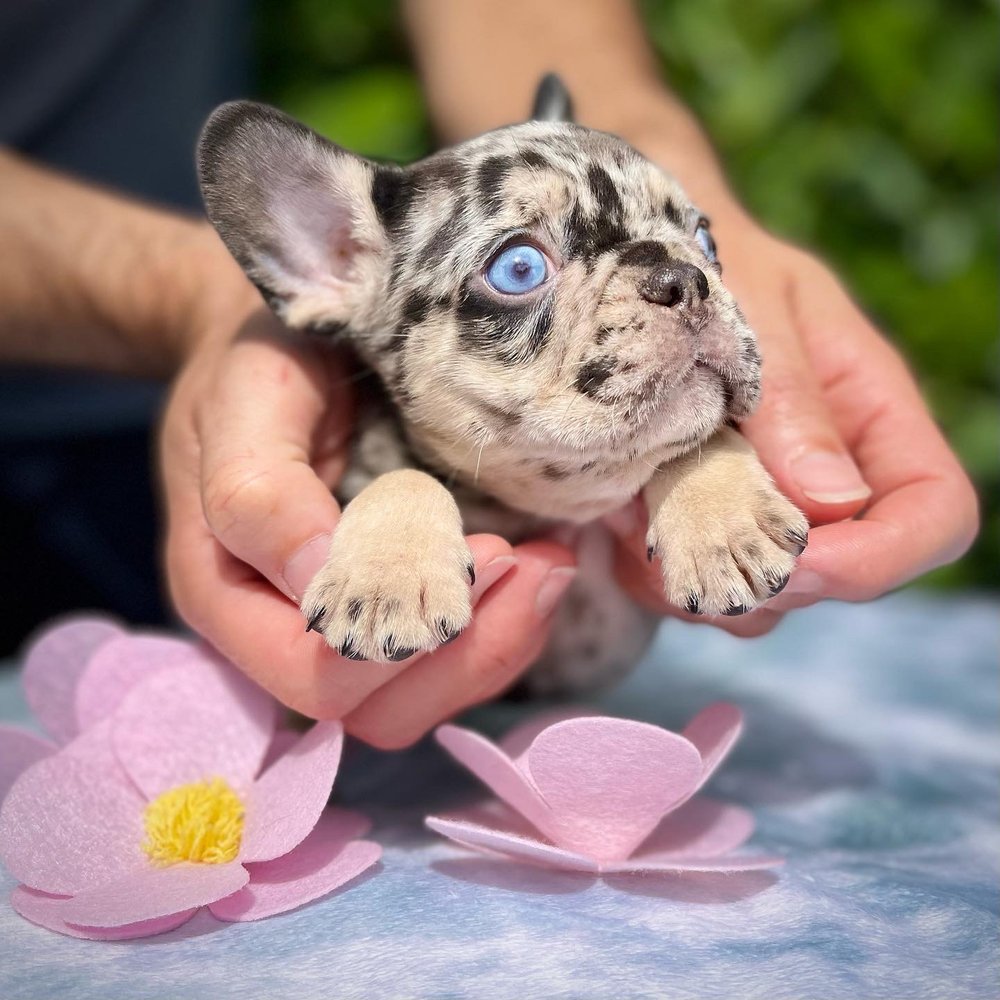 IRIE FRENCHIES - SOUTH FLORIDA'S MOST REPUTABLE EXOTIC FRENCH BULLDOG  BREEDER
