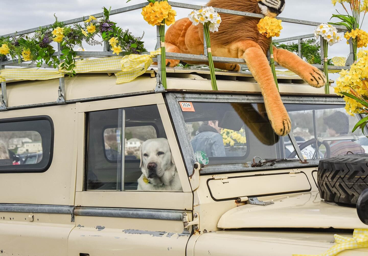 Who&rsquo;s ready to get daffy?! 🌼 We&rsquo;ll see you at the Annual Daffodil Parade on April 21st
&bull;
&bull;
&bull;
#pawdrain #dogs #puppy #dsffodils #spring #newportri #cars #audrain