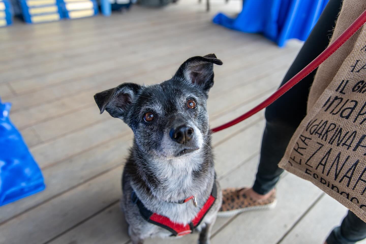 Treat, please? 🦴🥺 
&bull;
&bull;
&bull;
#pawdrain #puppy #dog #dogsofig #dogsofnewport #audrain #newportri