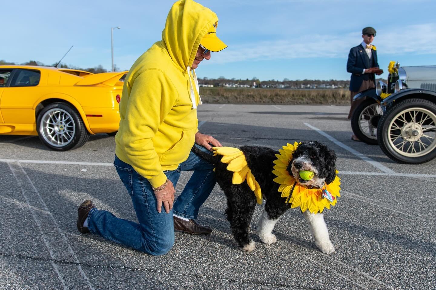 We had a ball 🎾 at the @audrainautomuseum Driving Miss Daffodil Rally! 
&bull;
#newportri #dogsofnewport #audrain #pawdrain #daffodils #spring #cars