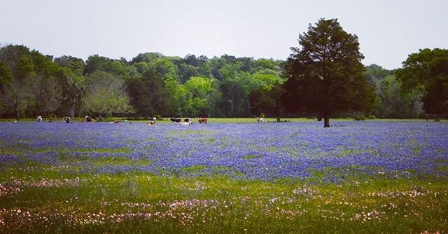 It&rsquo;s official...the Spring Marburger Farms Antique Show has been cancelled. Oh how we&rsquo;ll miss this view and our amazing @marburgerfarm family. To all our wonderful customers; we&rsquo;re counting the days till fall y&rsquo;all!
For now le