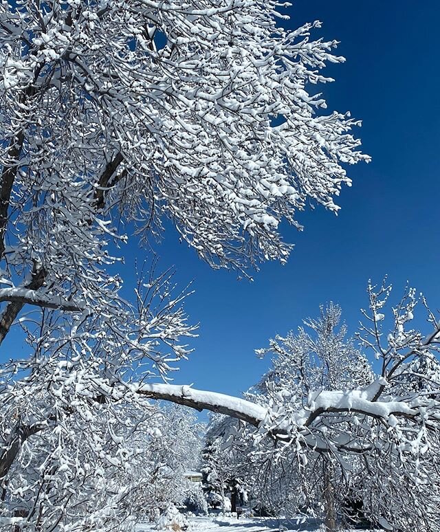 Desperately seeking spring! #outtheconfinementwindow #snowday❄️ #twomaisons