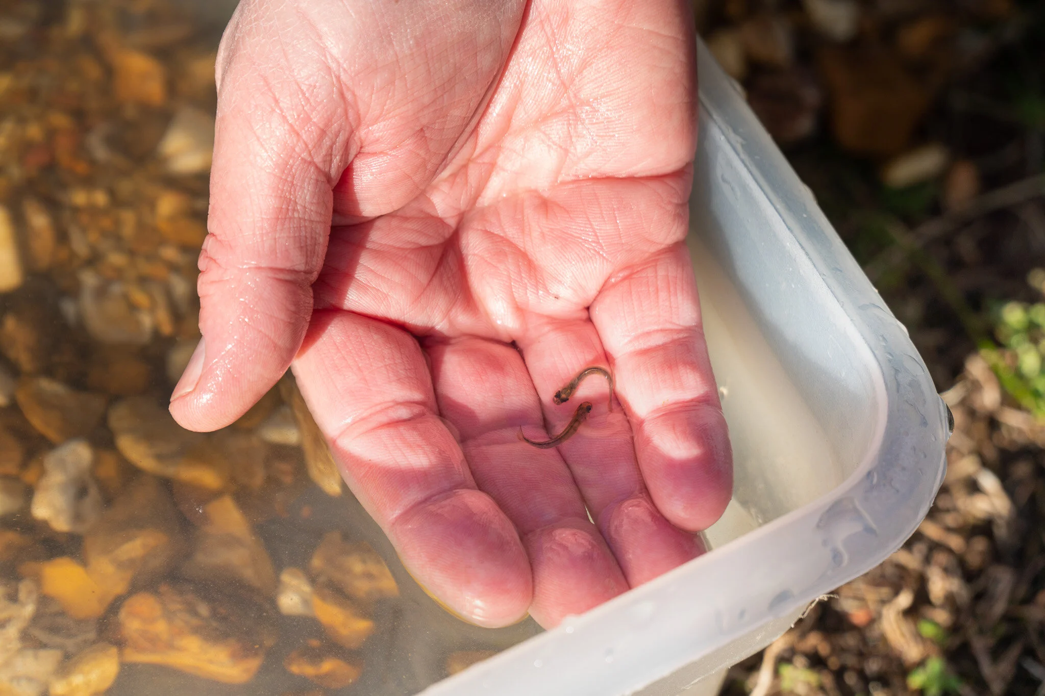 Project Update - Gateway TU Brown Trout Program