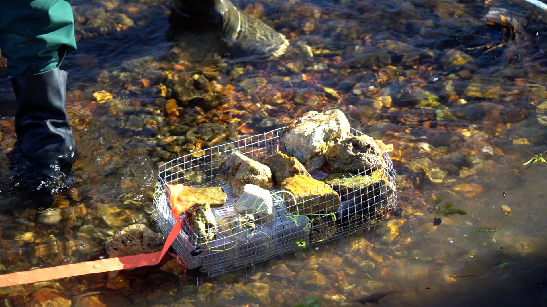 Project Brown Trout - Volume 2