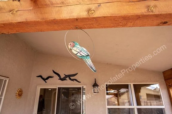 10420 Cantacielo_g_backyard F parrot - Copy.jpg