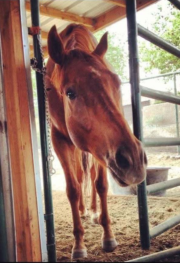 reclining103_horse smiling_IMG_3372.JPG
