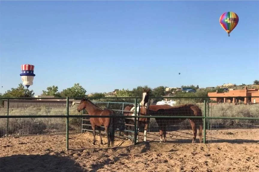 Reclining90_Horses with balloon in stalls.jpg