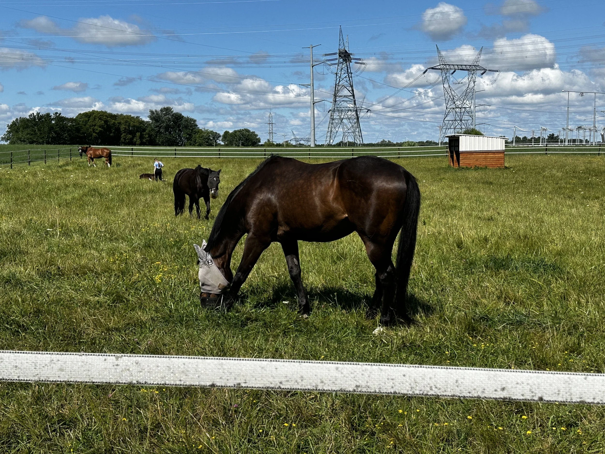 turnout 3 horses.jpg