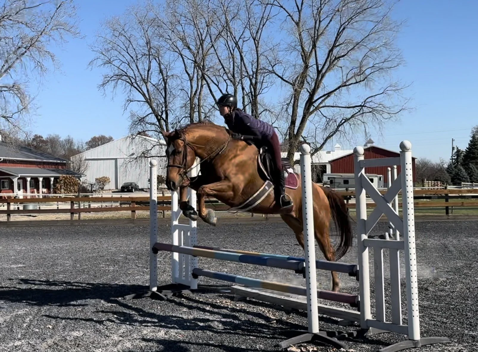 llama jumping w haley.jpg