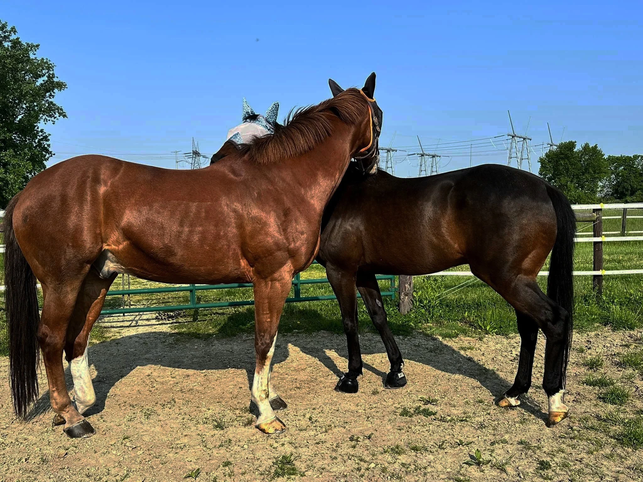 lux and tony paddock.JPG