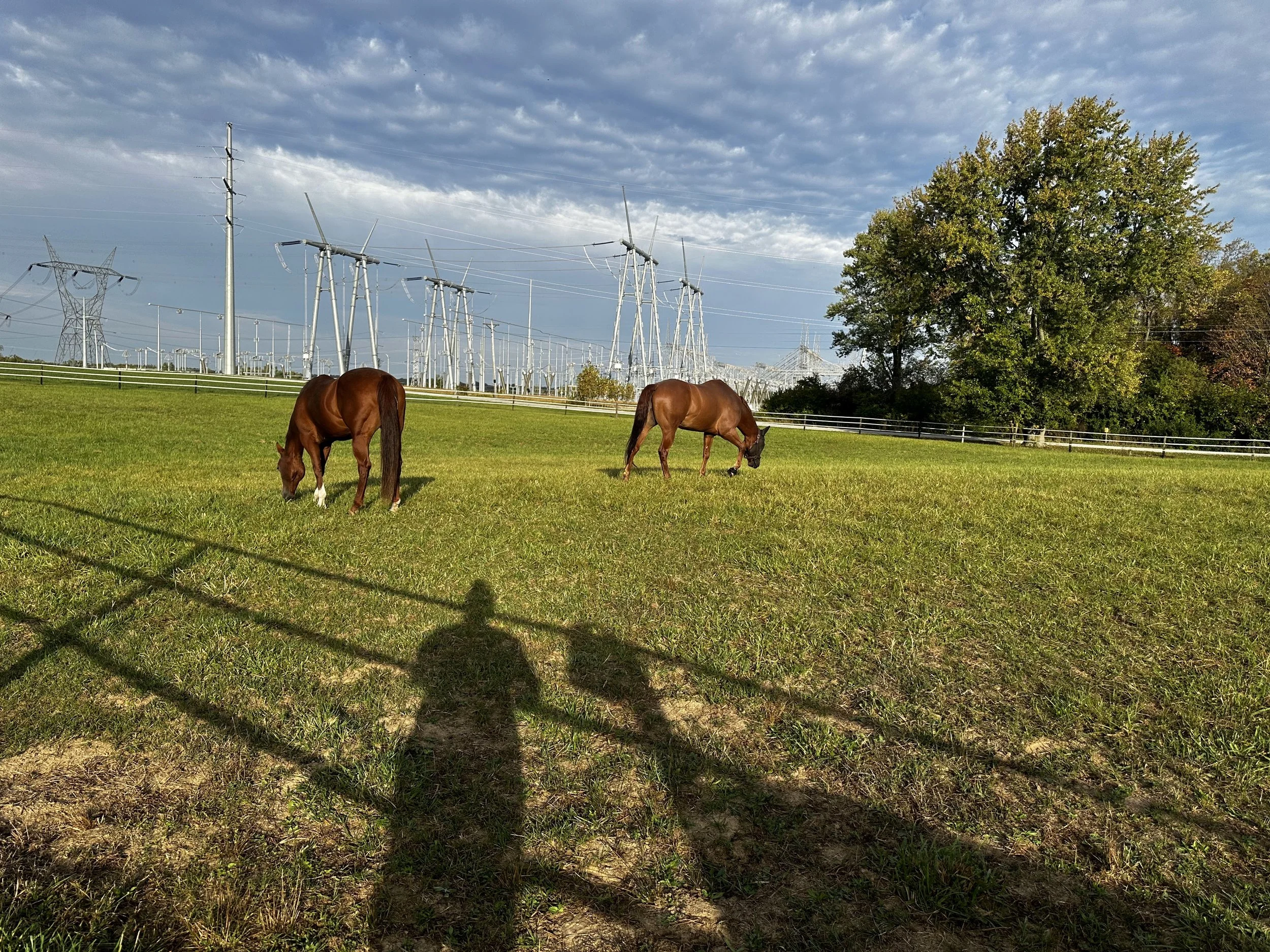 llama and lola outside.jpg