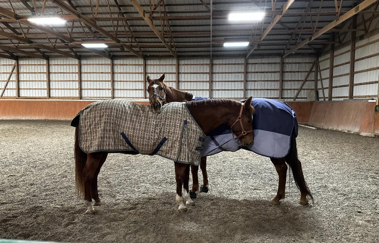 llama and lola snuggle.jpg