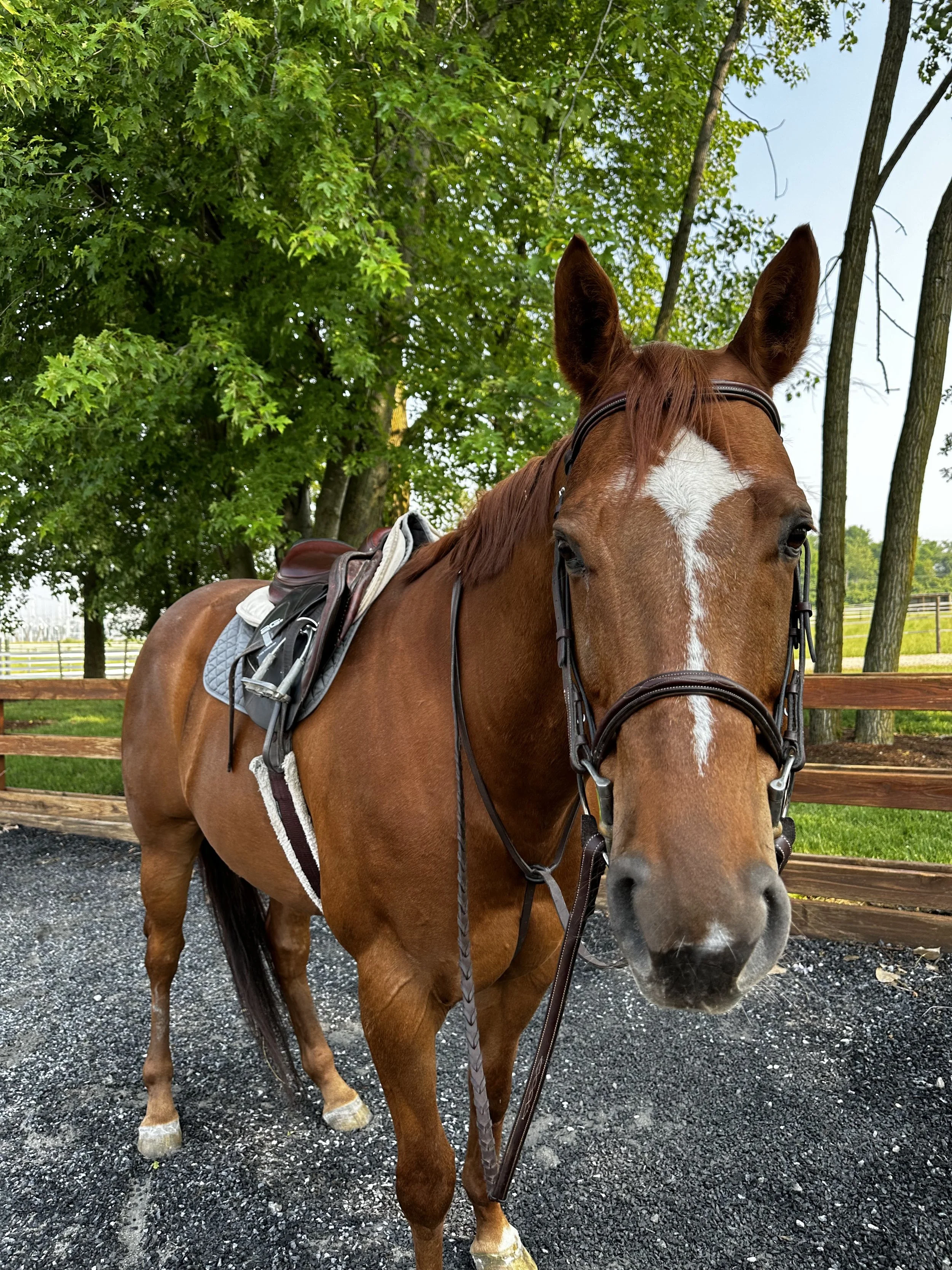 llama lookin cute.jpg