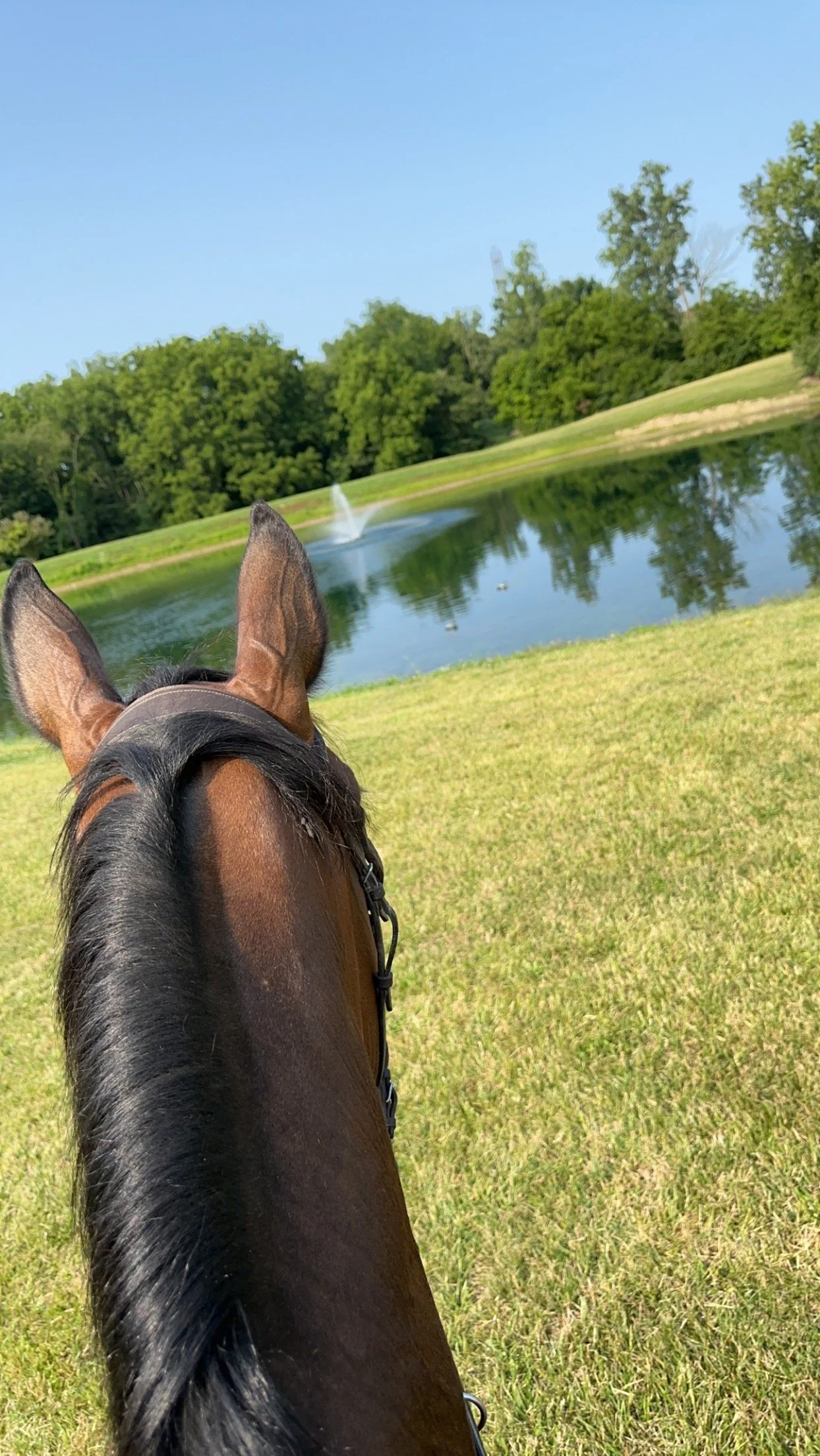 pond through the ears.JPG